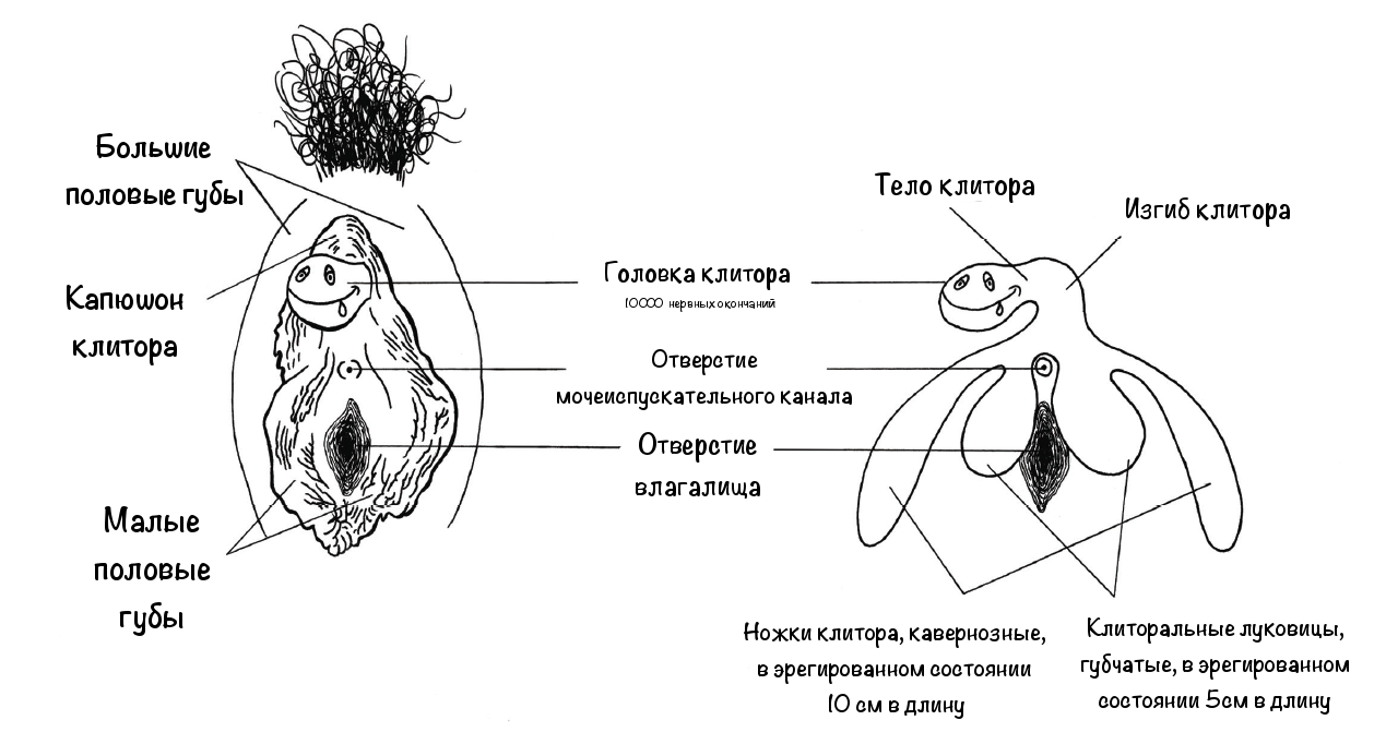 Покажите Фото Клитора